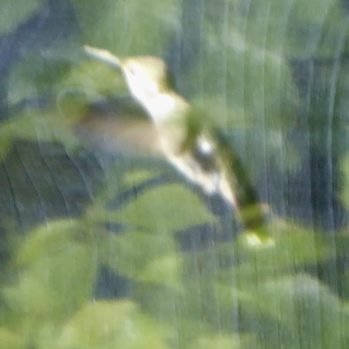Anna's Hummingbird - ML621155713