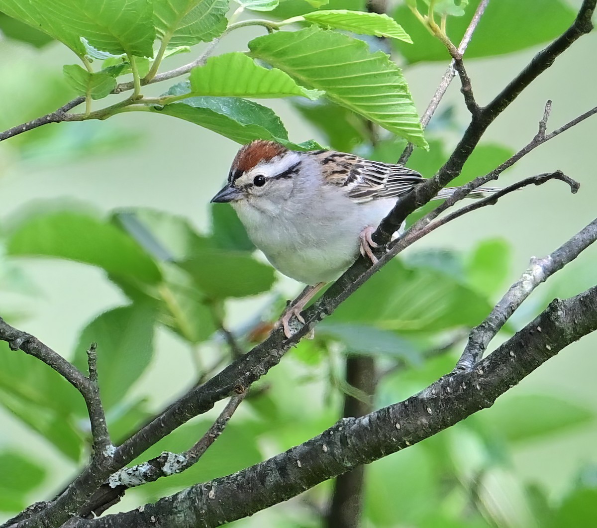 Chipping Sparrow - ML621155714