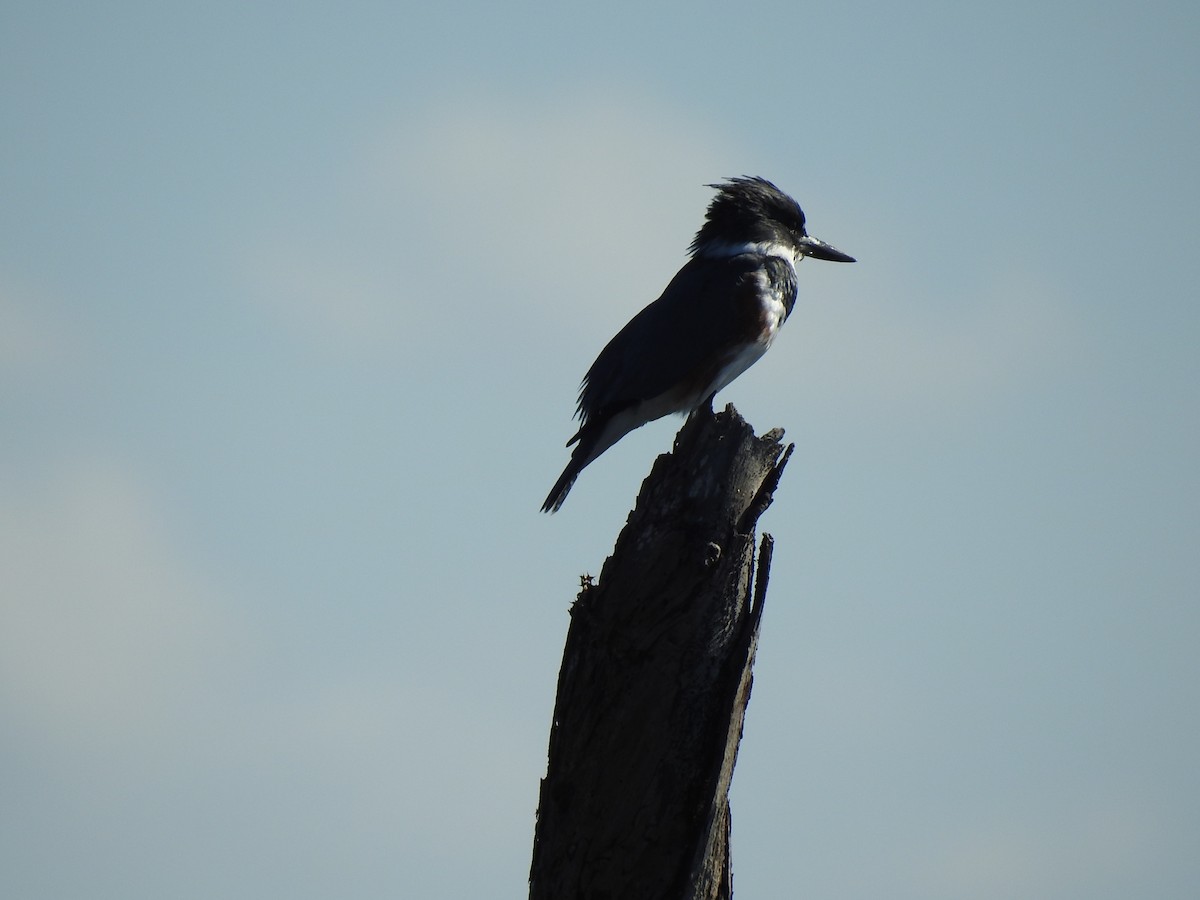 Belted Kingfisher - ML621155749
