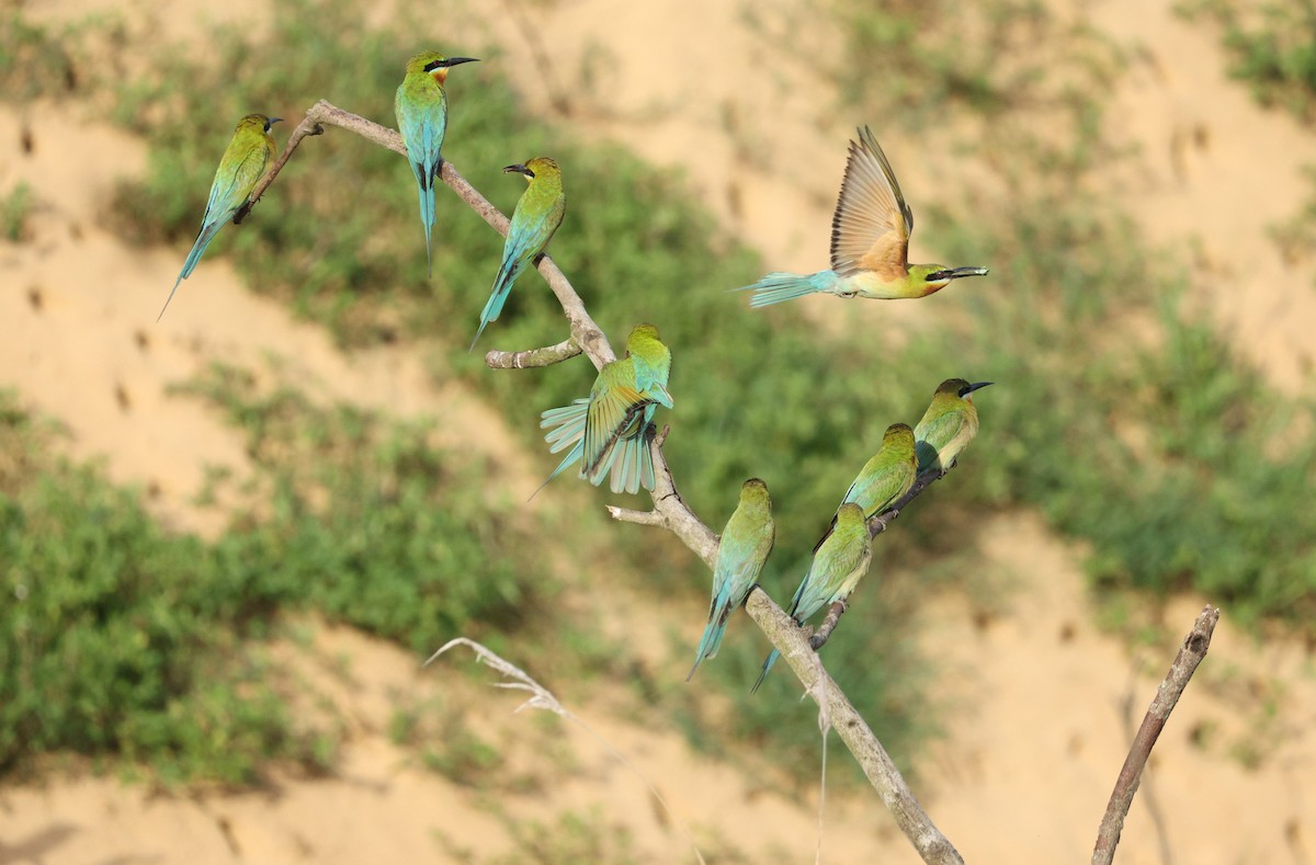 Blue-tailed Bee-eater - ML621155750