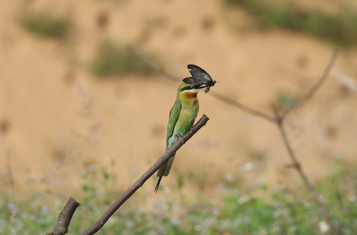 Blue-tailed Bee-eater - ML621155751