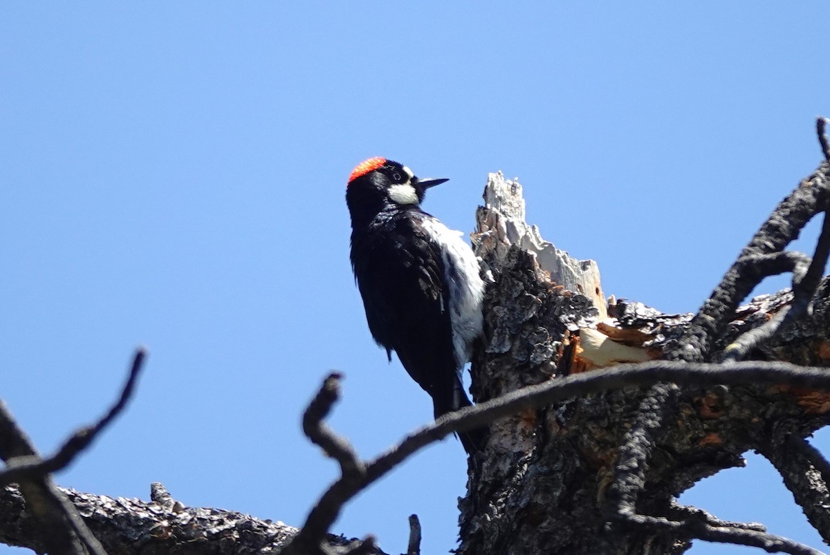Acorn Woodpecker - ML621155755