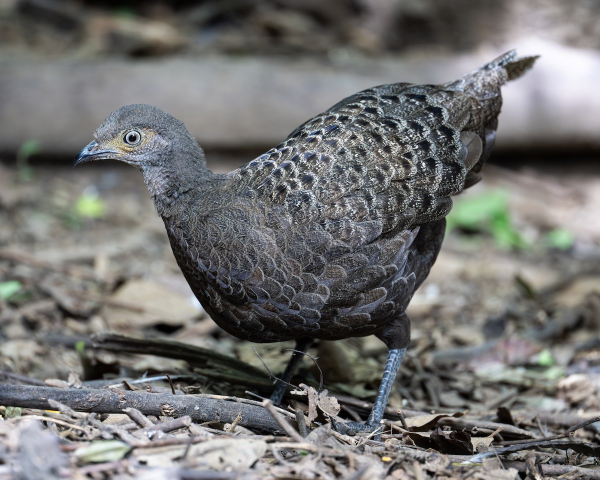 Gray Peacock-Pheasant - ML621155758