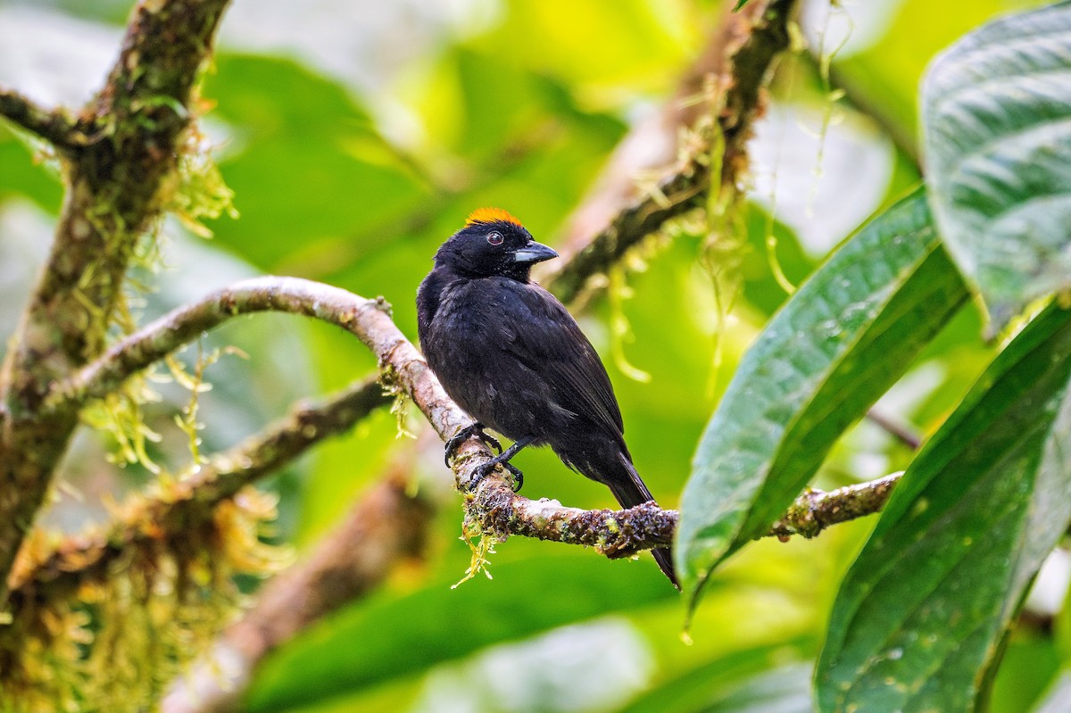 Tawny-crested Tanager - ML621155772