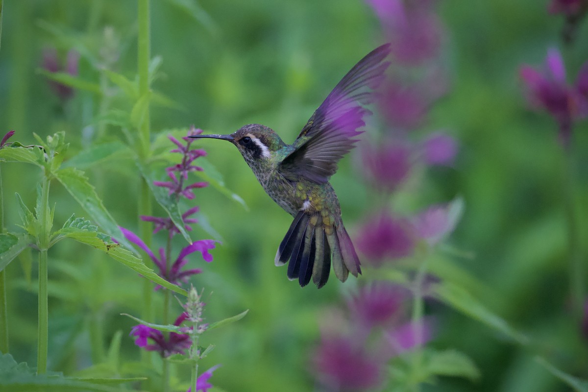 kolibřík bělouchý - ML621155792