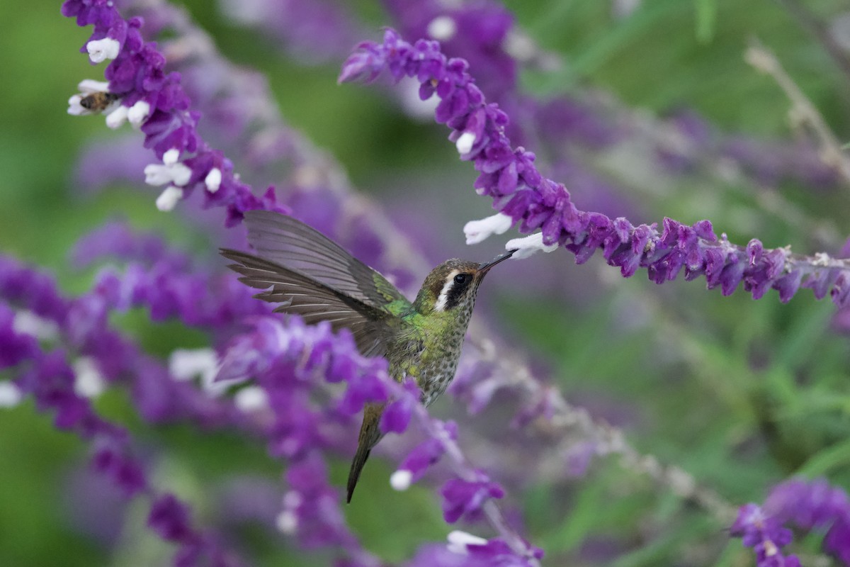 kolibřík bělouchý - ML621155793