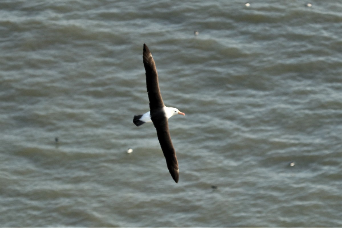 Black-browed Albatross - ML621155822