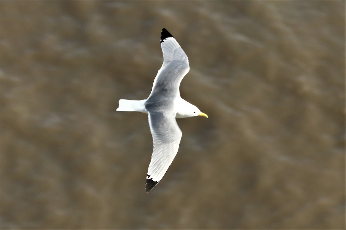 Mouette tridactyle - ML621155842