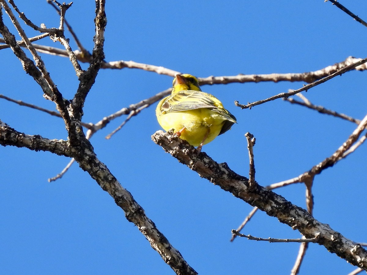 Yellow-fronted Canary - ML621155867