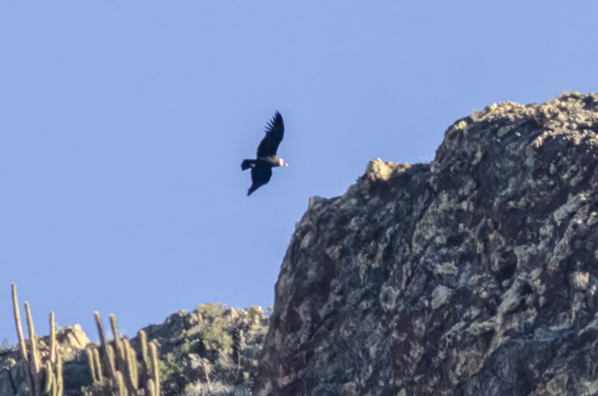 Condor des Andes - ML621155878