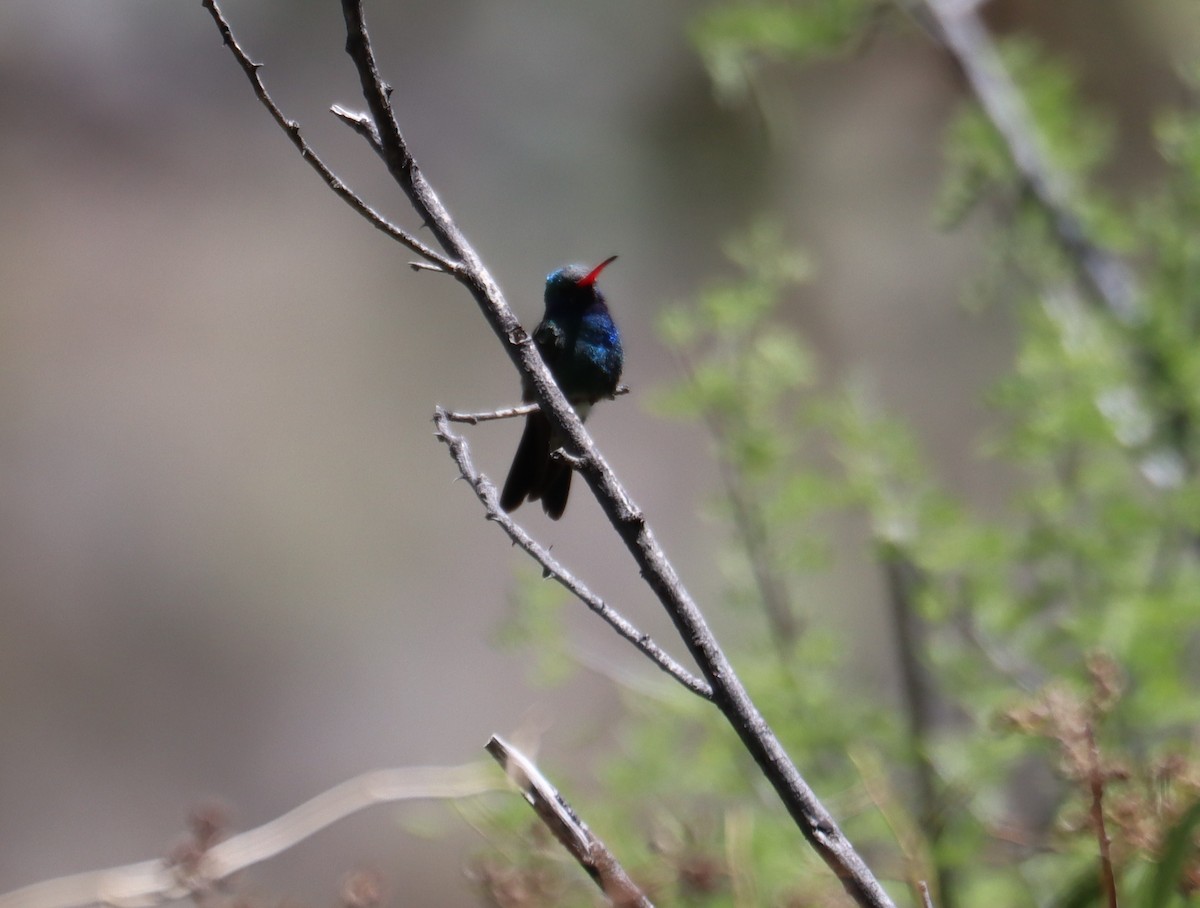 Broad-billed Hummingbird - ML621155896