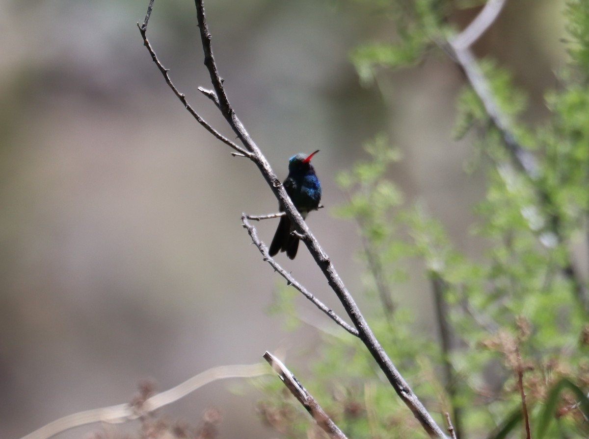 Broad-billed Hummingbird - ML621155897