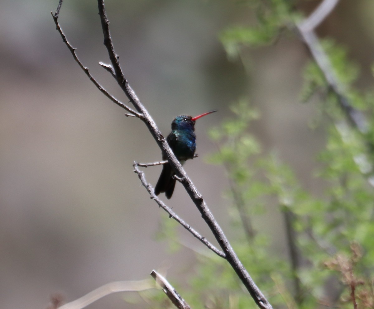 Broad-billed Hummingbird - ML621155898