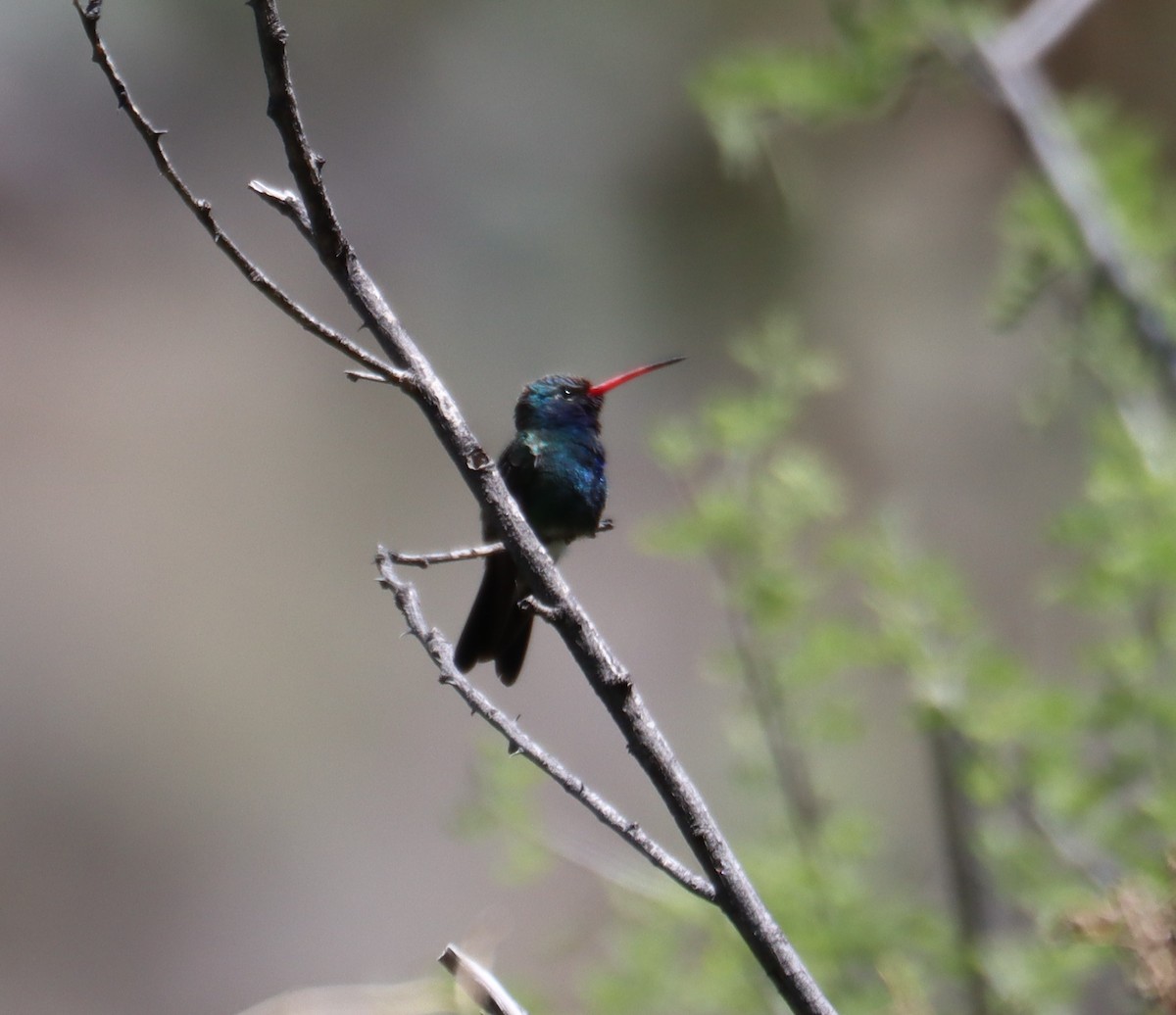 Broad-billed Hummingbird - ML621155901