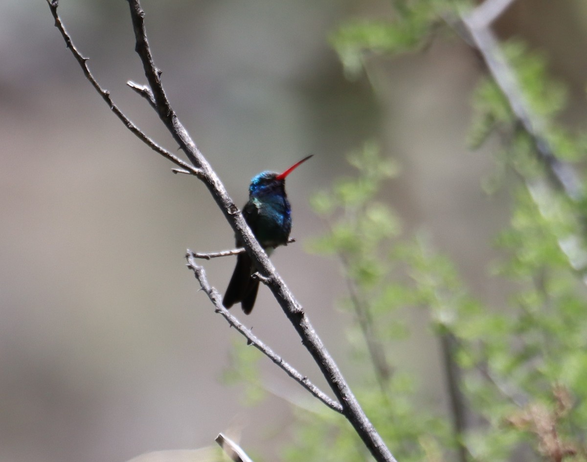 kolibřík širokozobý - ML621155902
