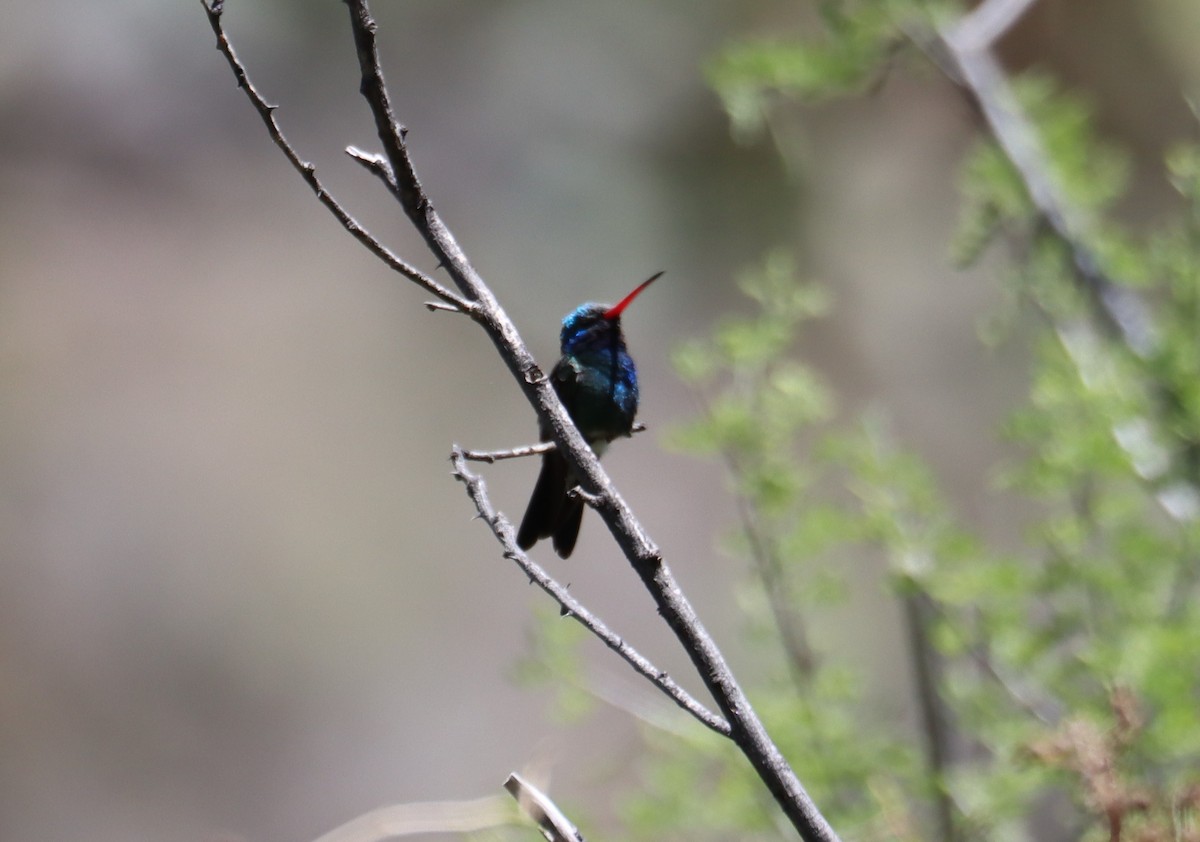 Broad-billed Hummingbird - ML621155903