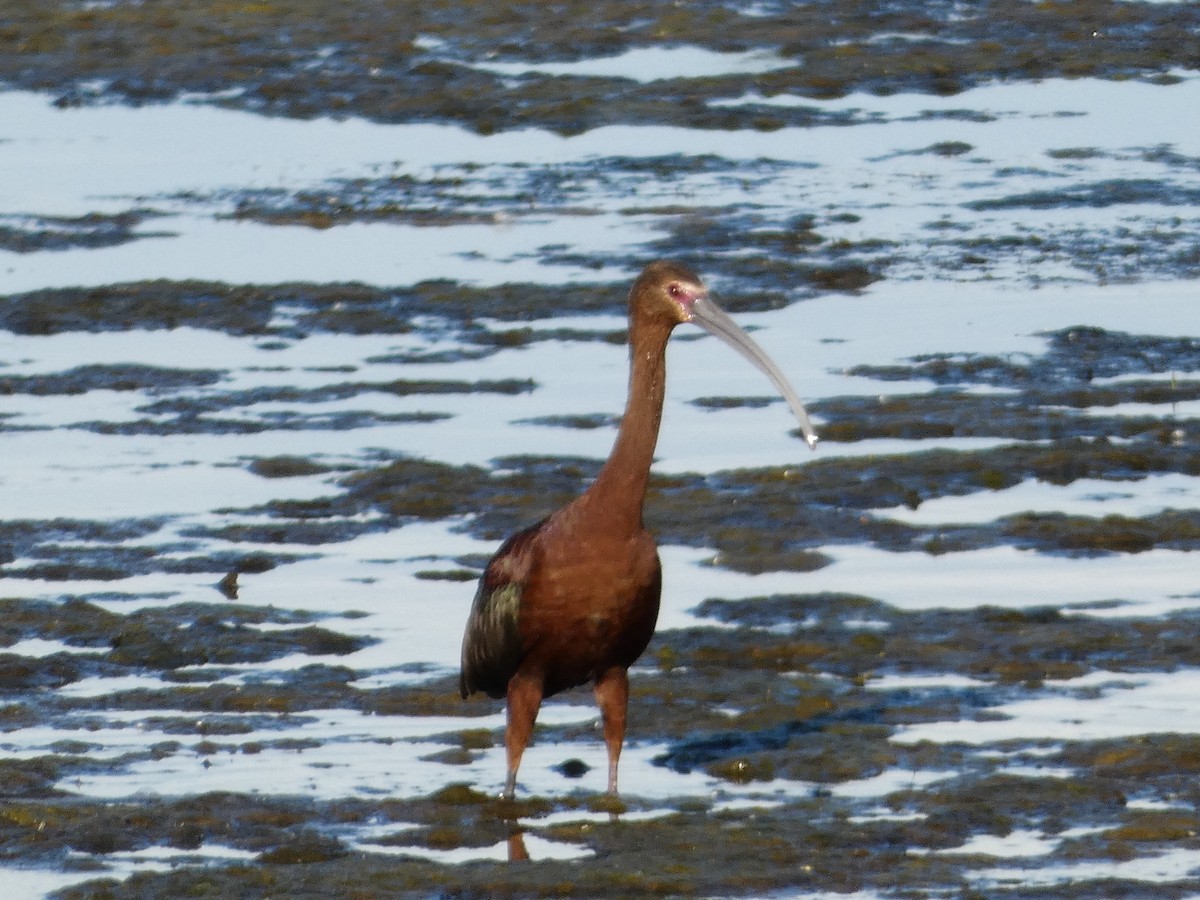 ibis americký - ML621155916