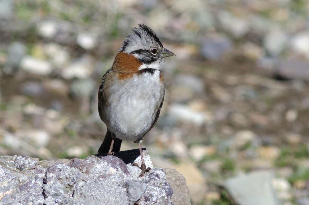 Rufous-collared Sparrow - ML621155926