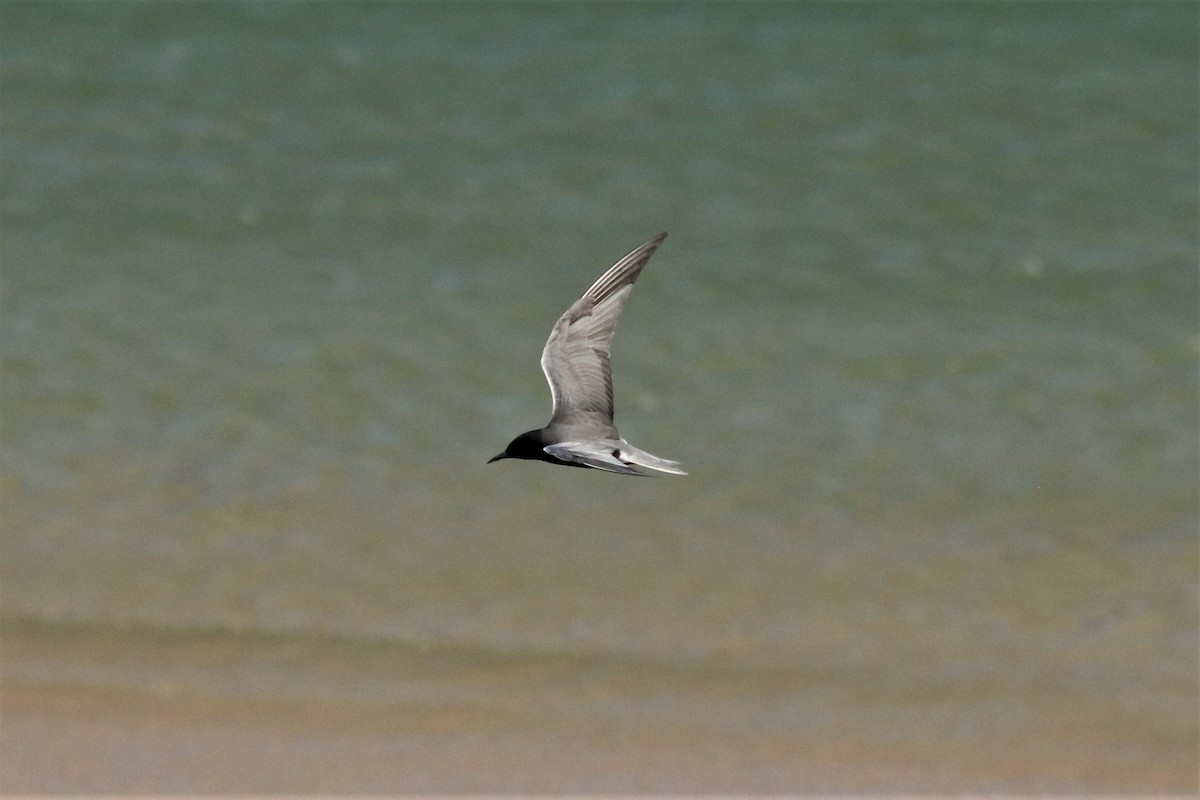 Black Tern (American) - ML621155940