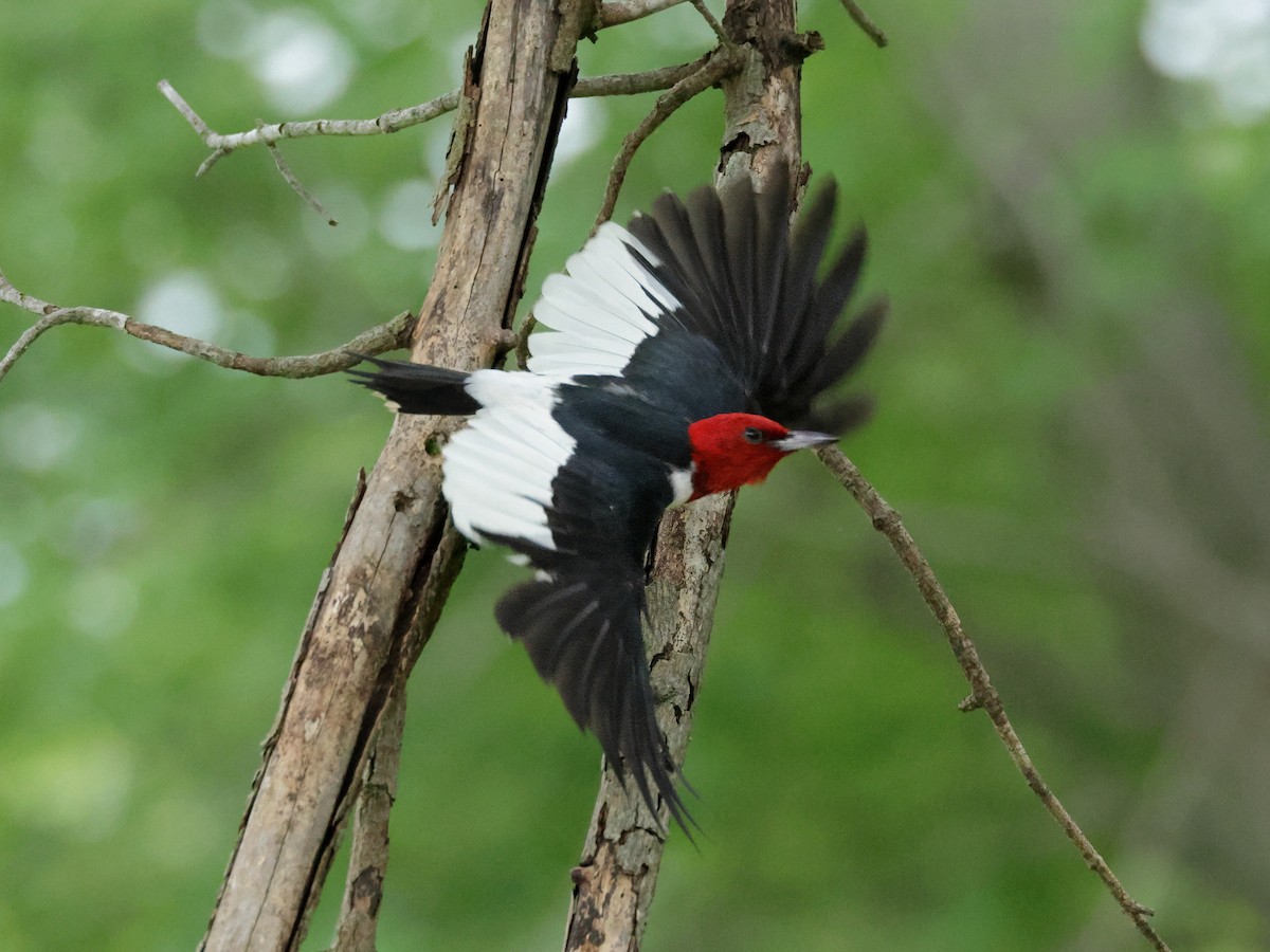 Red-headed Woodpecker - ML621156014