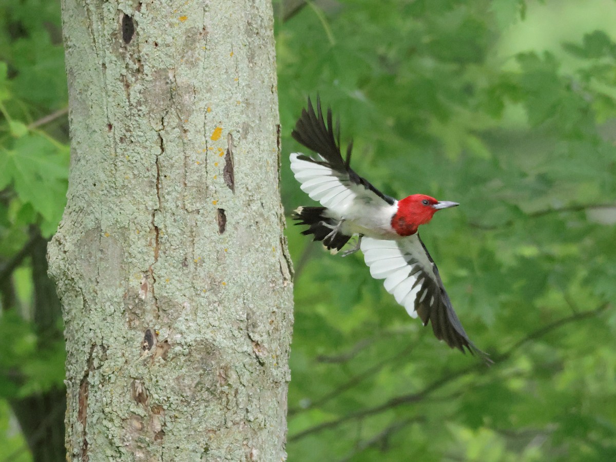 Red-headed Woodpecker - ML621156015