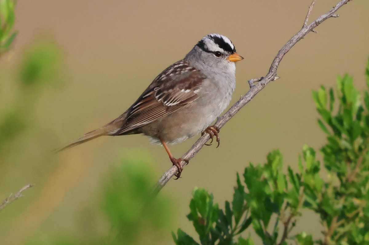 White-crowned Sparrow (Gambel's) - ML621156020