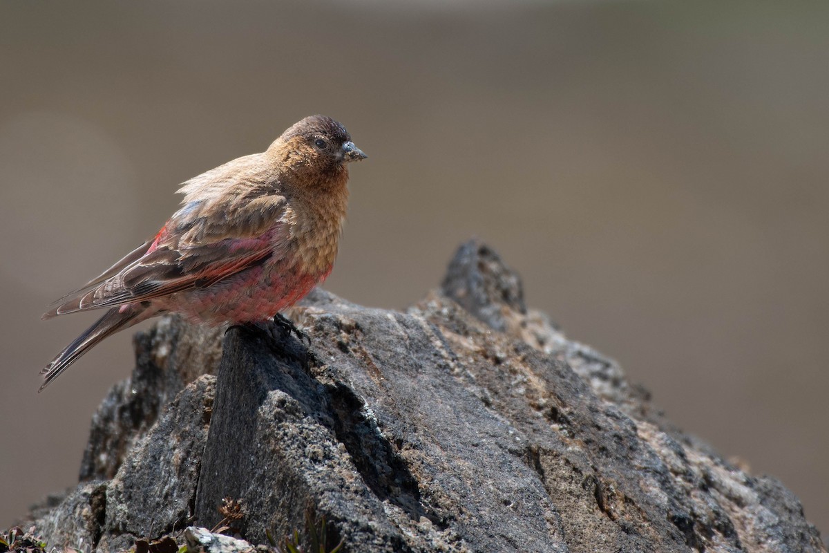 Brown-capped Rosy-Finch - ML621156027