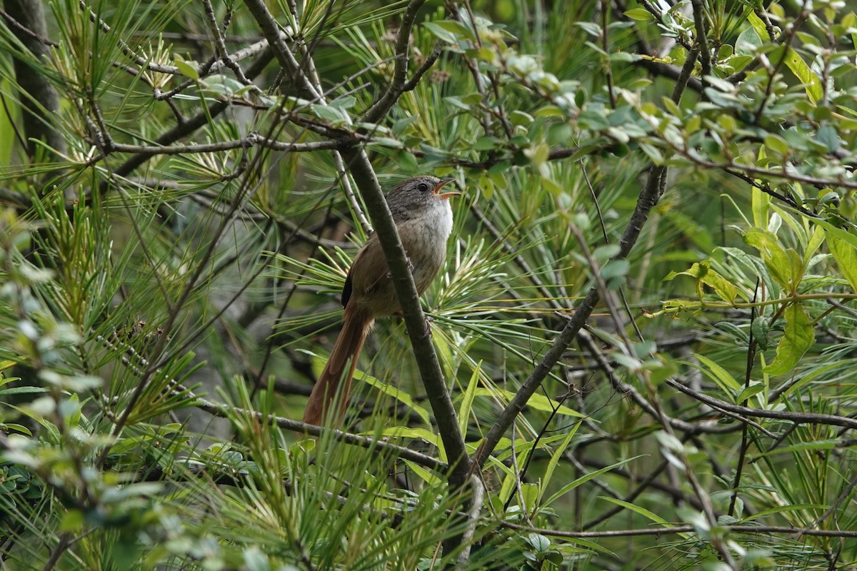 Moupinie à couronne rousse - ML621156040