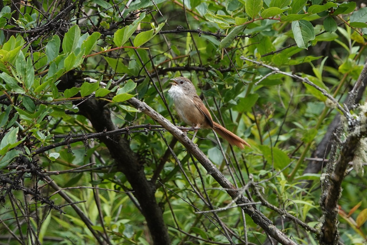 Rufous-tailed Babbler - ML621156041