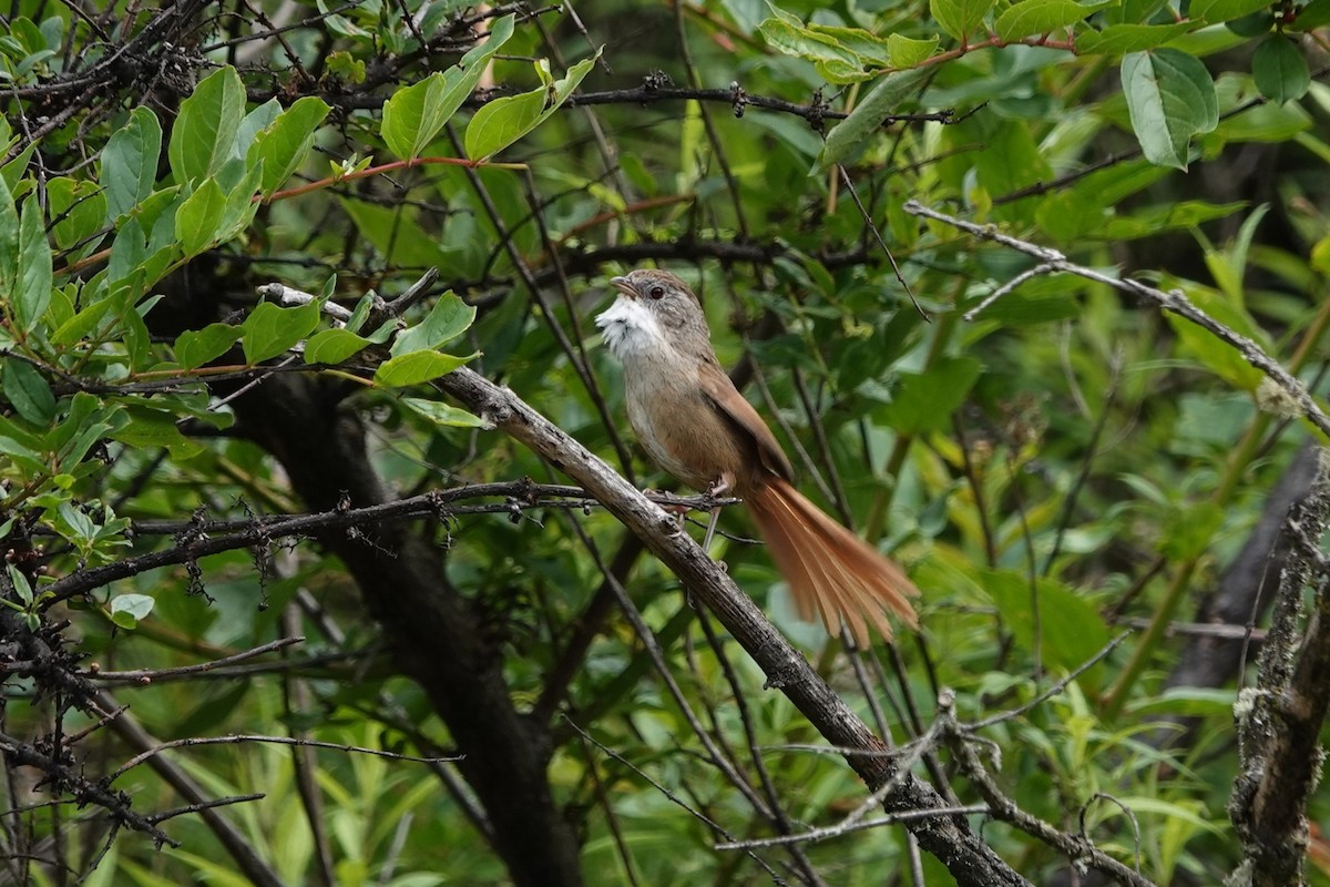 Rufous-tailed Babbler - ML621156043