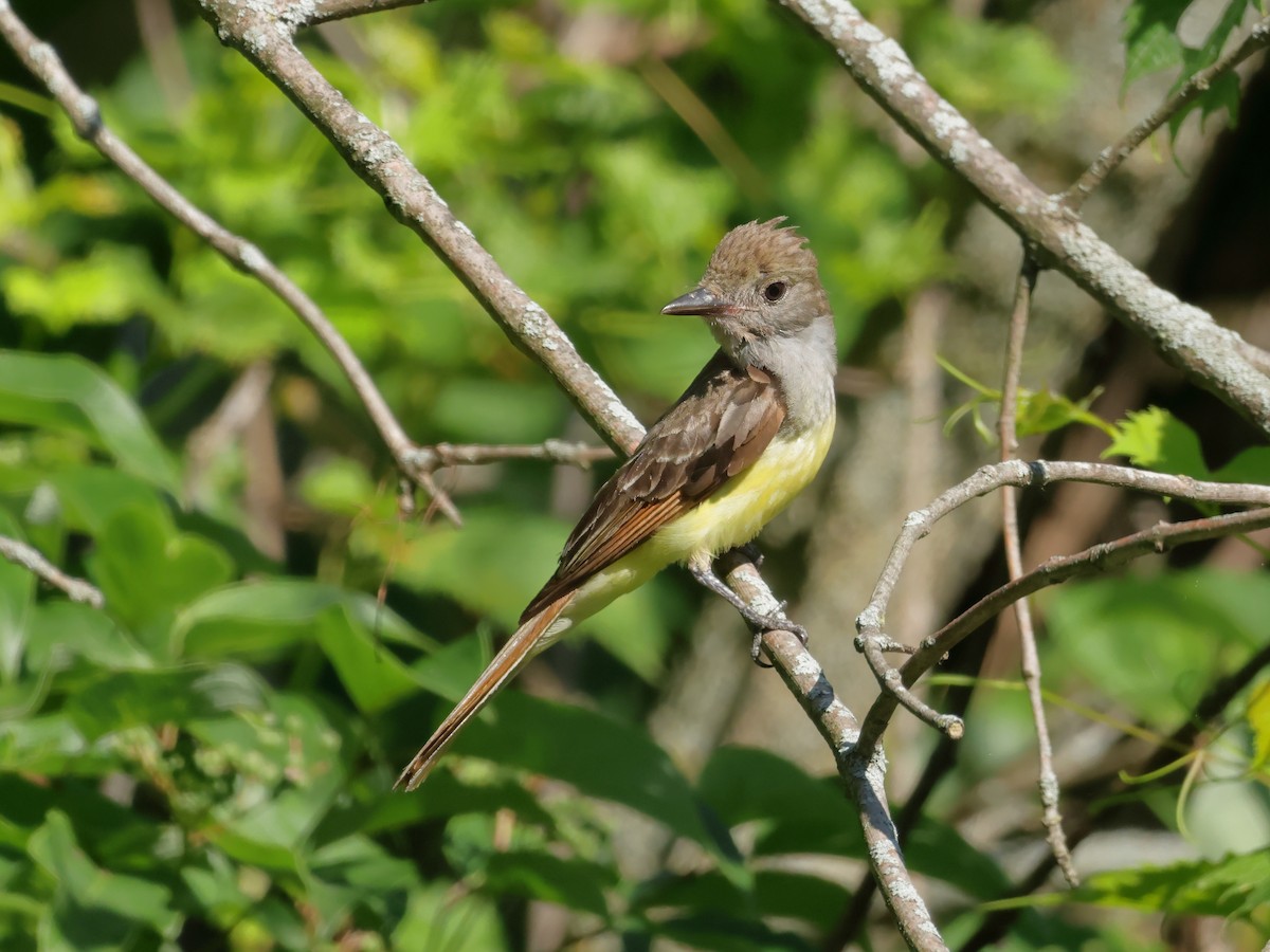 Great Crested Flycatcher - ML621156046