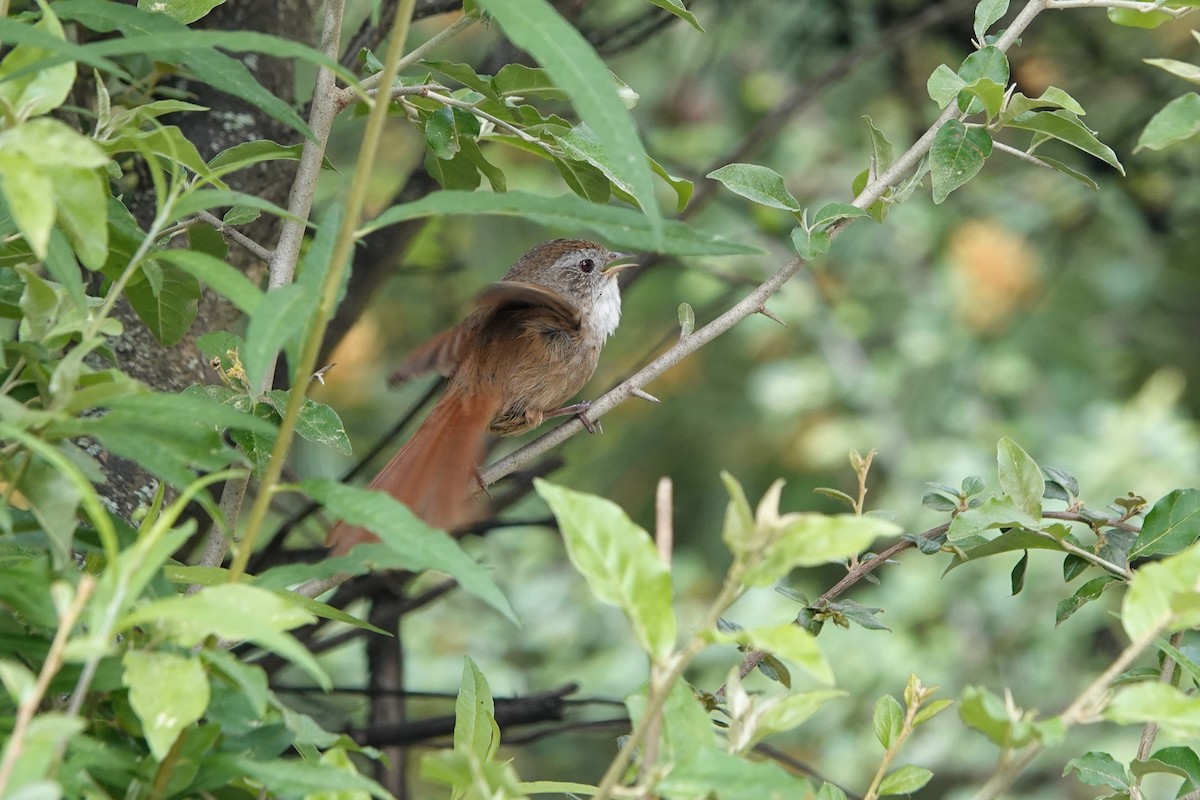 Rufous-tailed Babbler - ML621156050