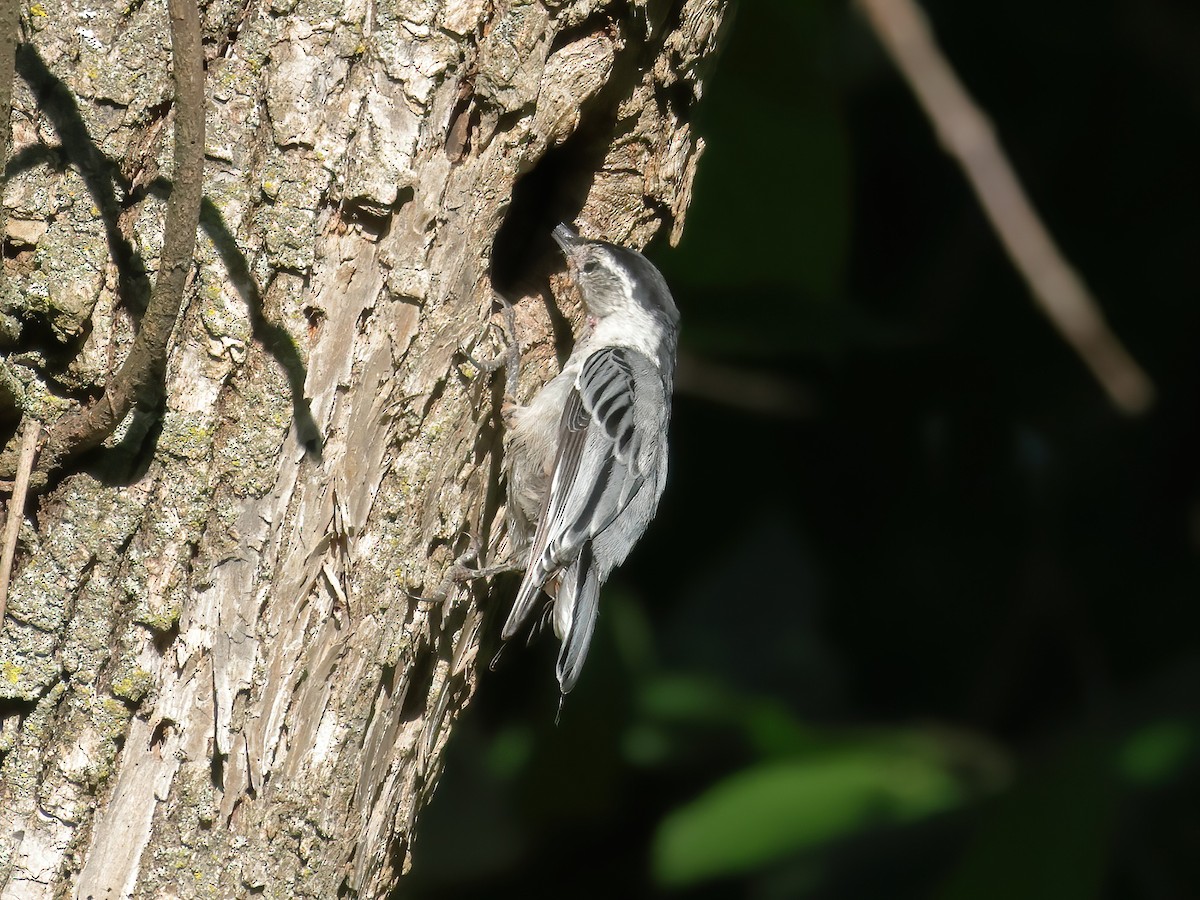 White-breasted Nuthatch - ML621156063