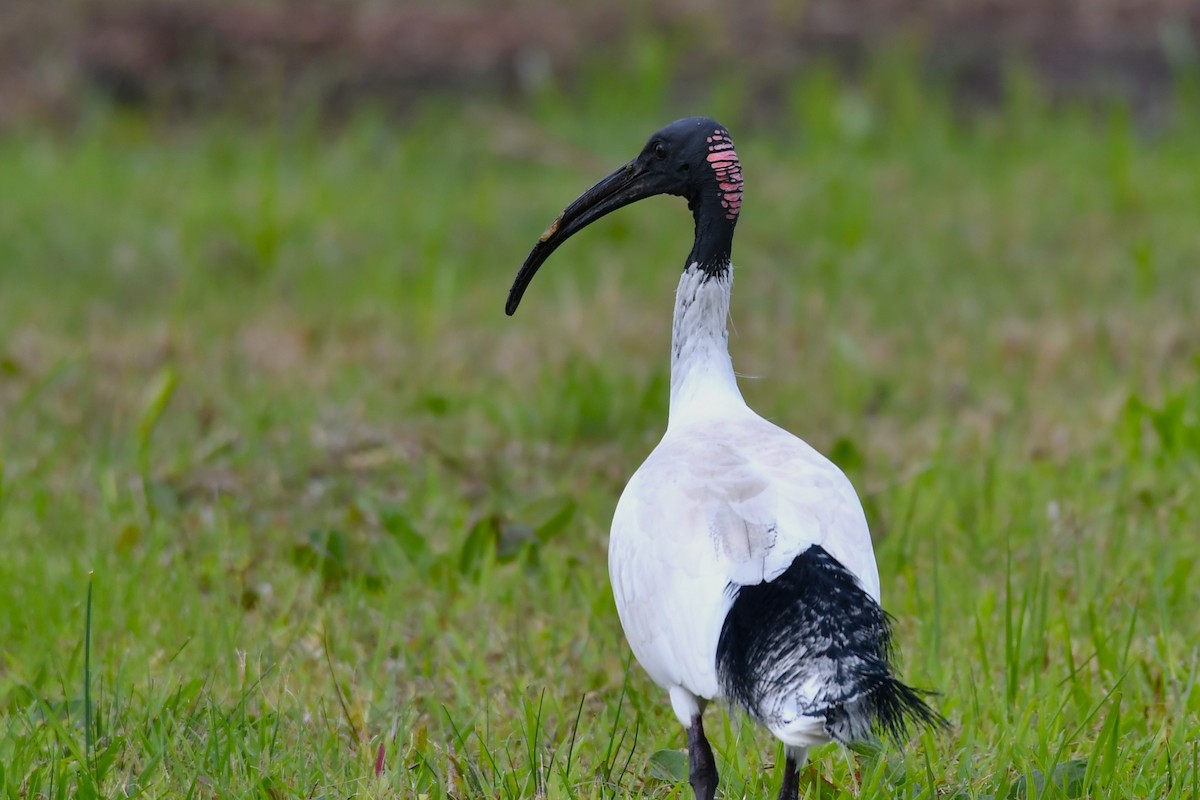 ibis australský - ML621156069