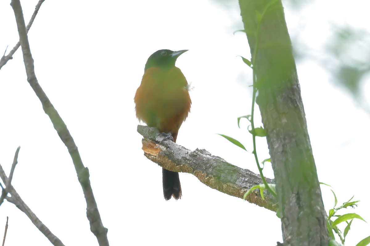 Orchard Oriole - Charlie Arp