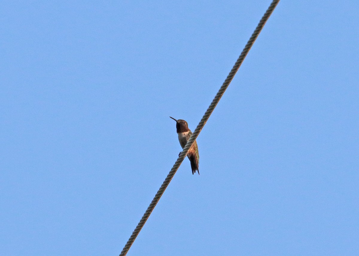 Ruby-throated Hummingbird - ML621156130