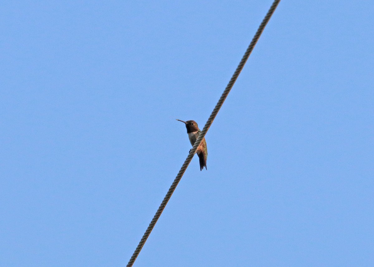 Ruby-throated Hummingbird - ML621156131