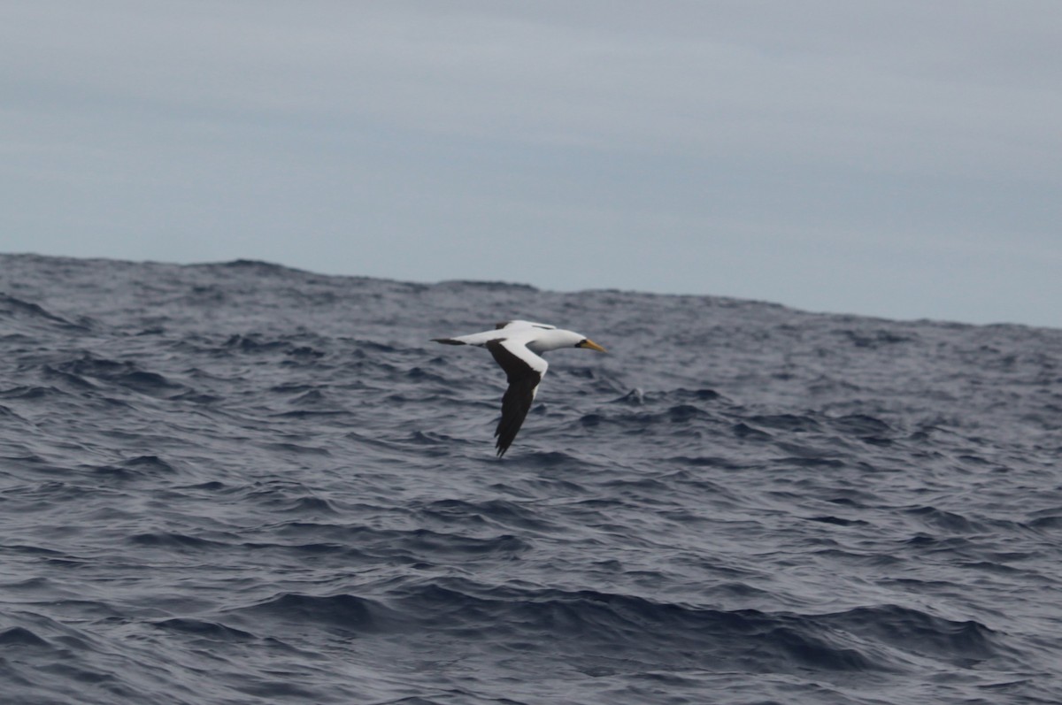 Masked Booby - ML621156134