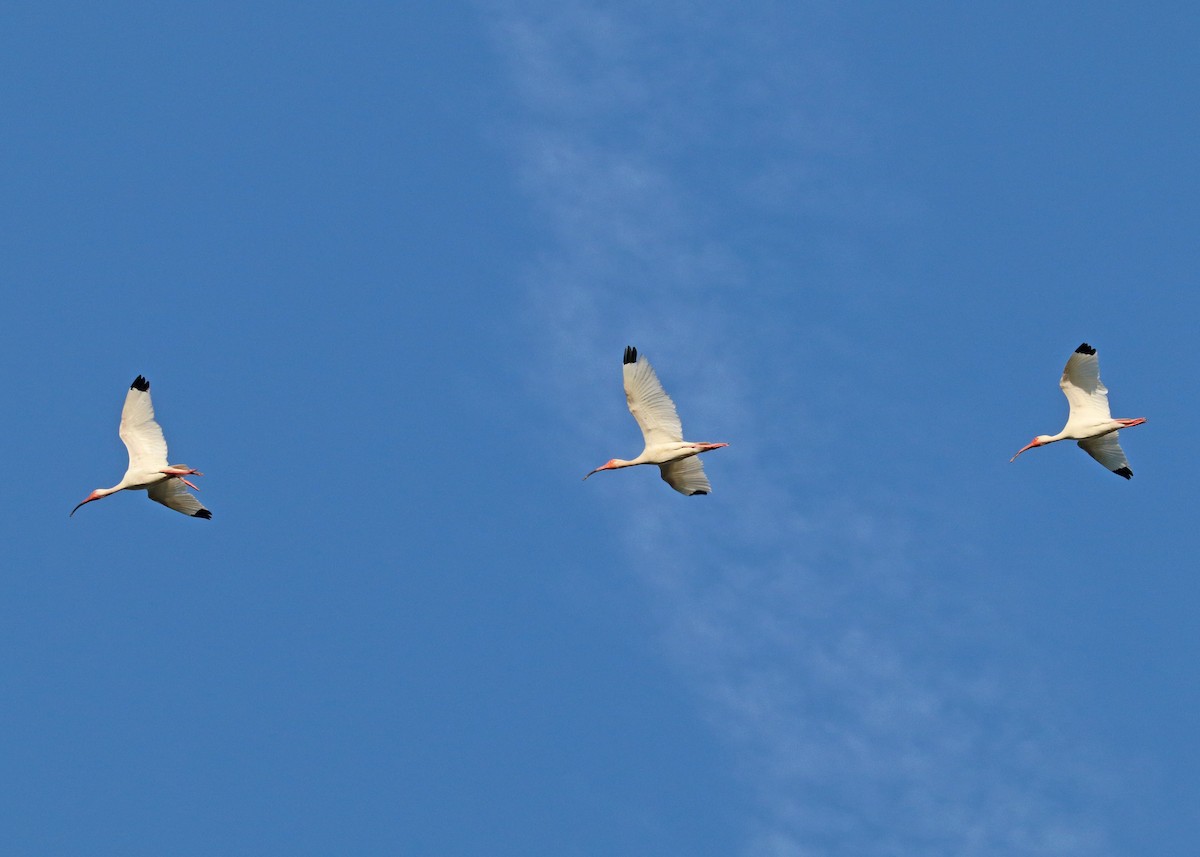 ibis bílý - ML621156142