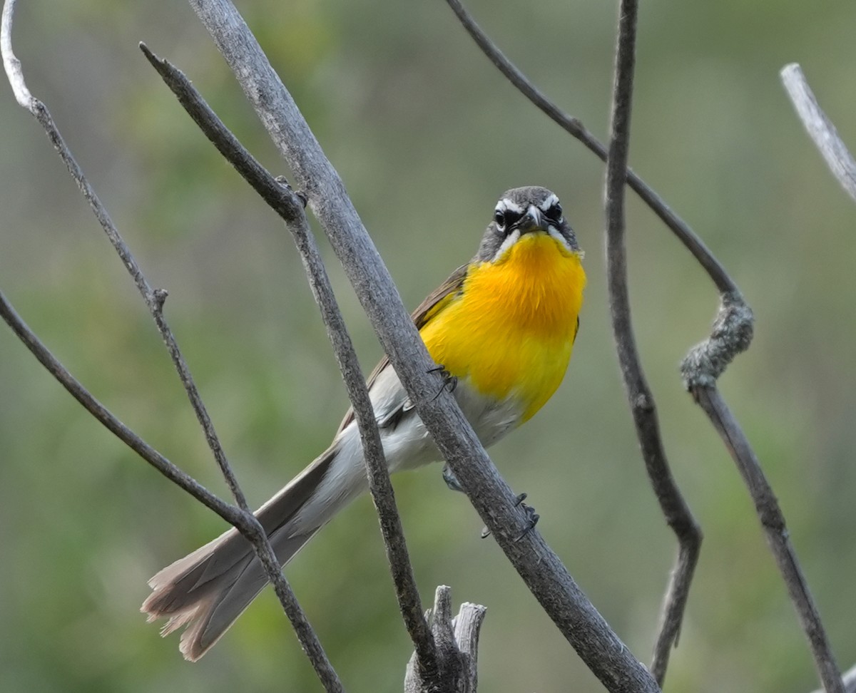 Yellow-breasted Chat - ML621156159