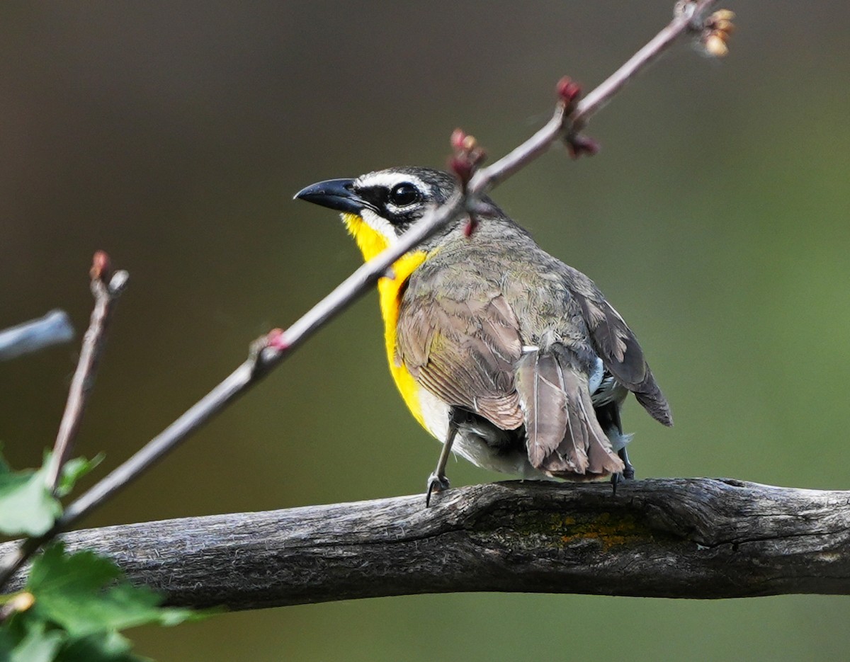 Yellow-breasted Chat - ML621156160
