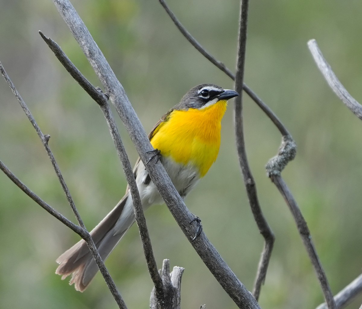 Yellow-breasted Chat - ML621156161