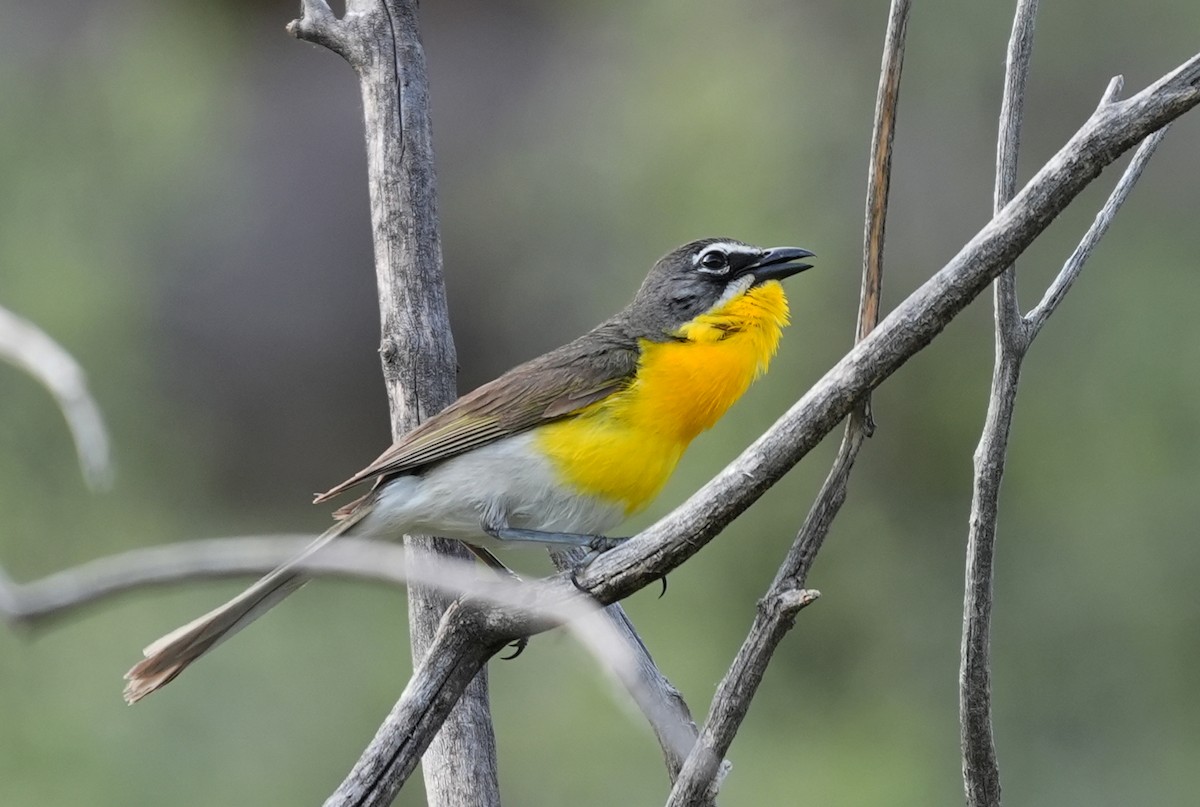 Yellow-breasted Chat - ML621156162