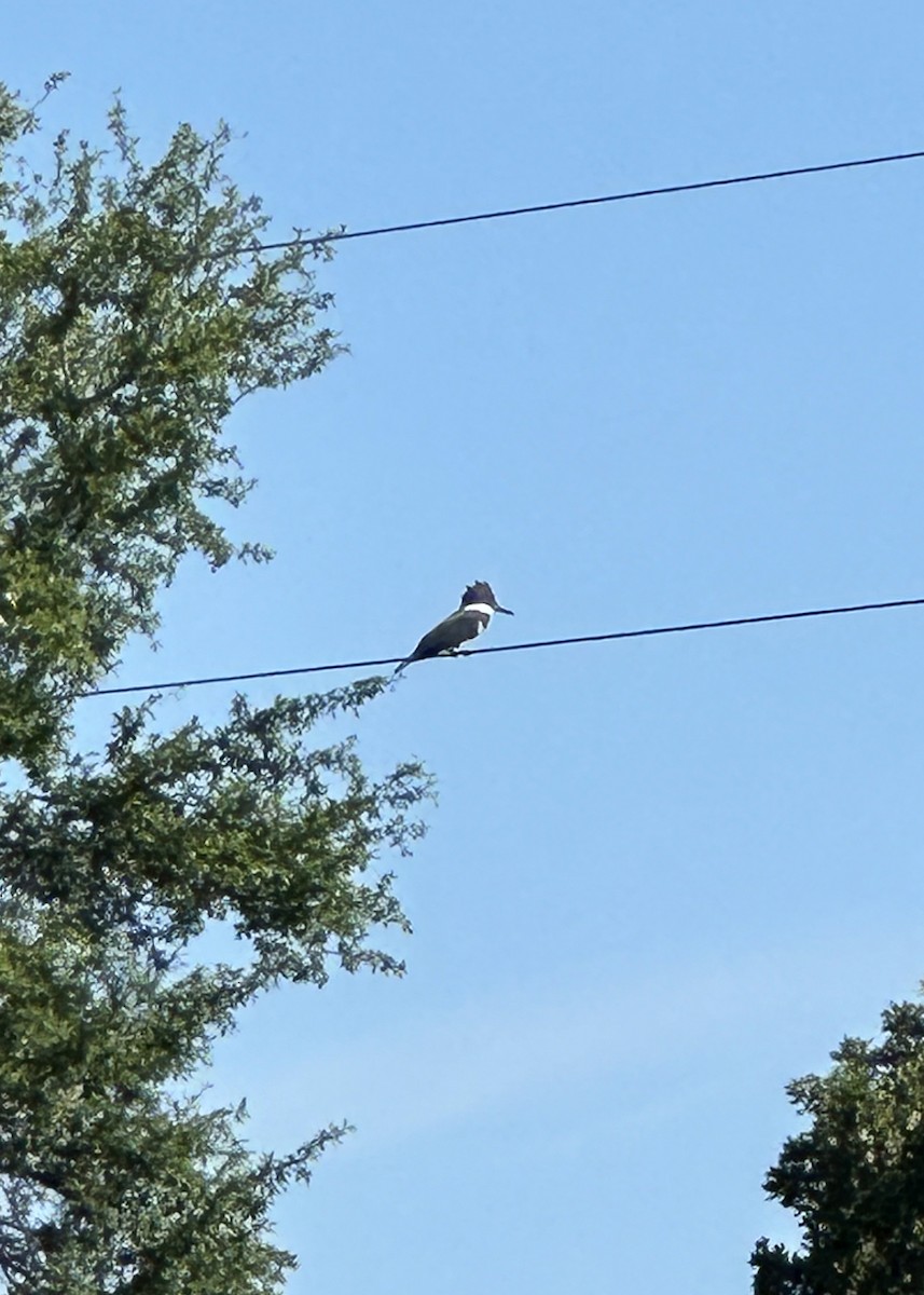 Belted Kingfisher - ML621156163