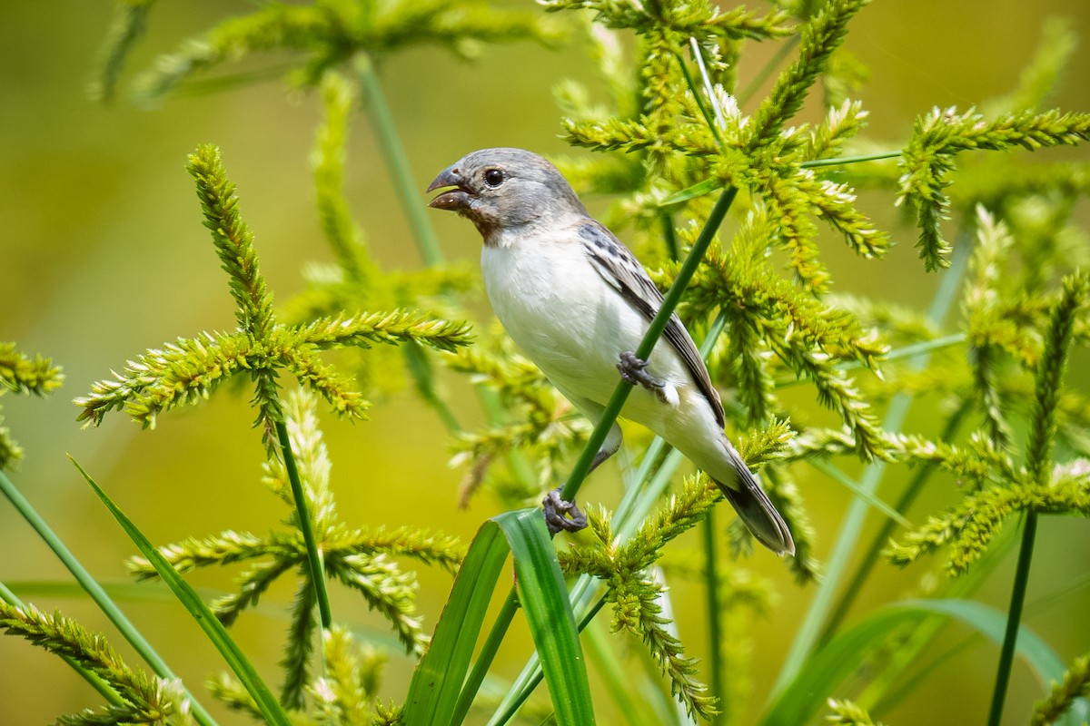Chestnut-throated Seedeater - ML621156164