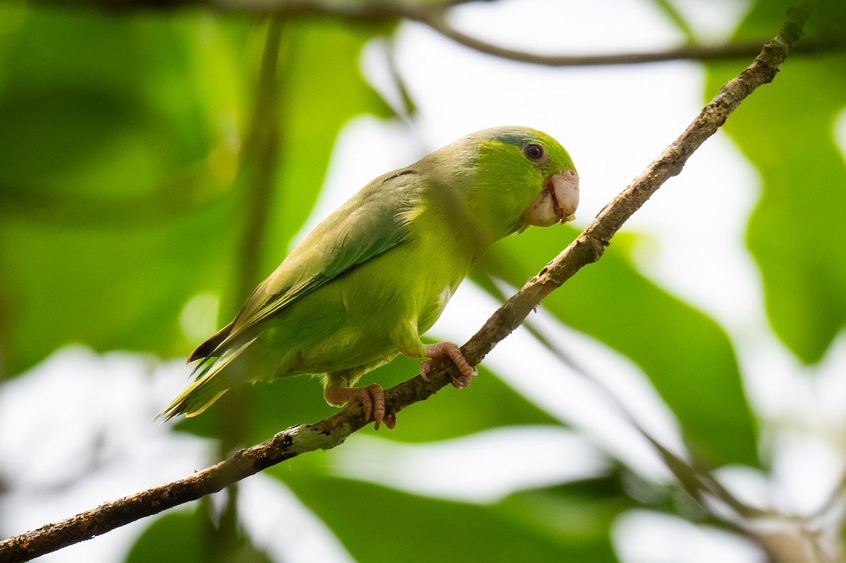 Папуга-горобець еквадорський - ML621156165