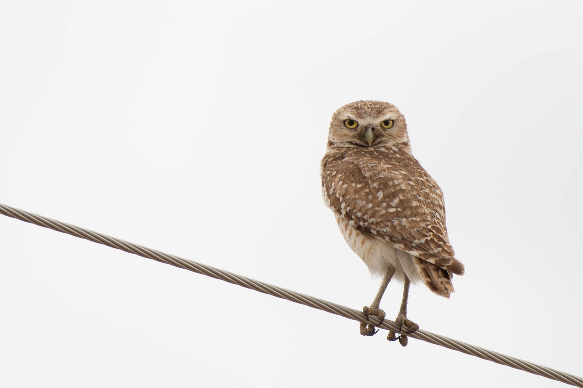 Burrowing Owl - ML621156168