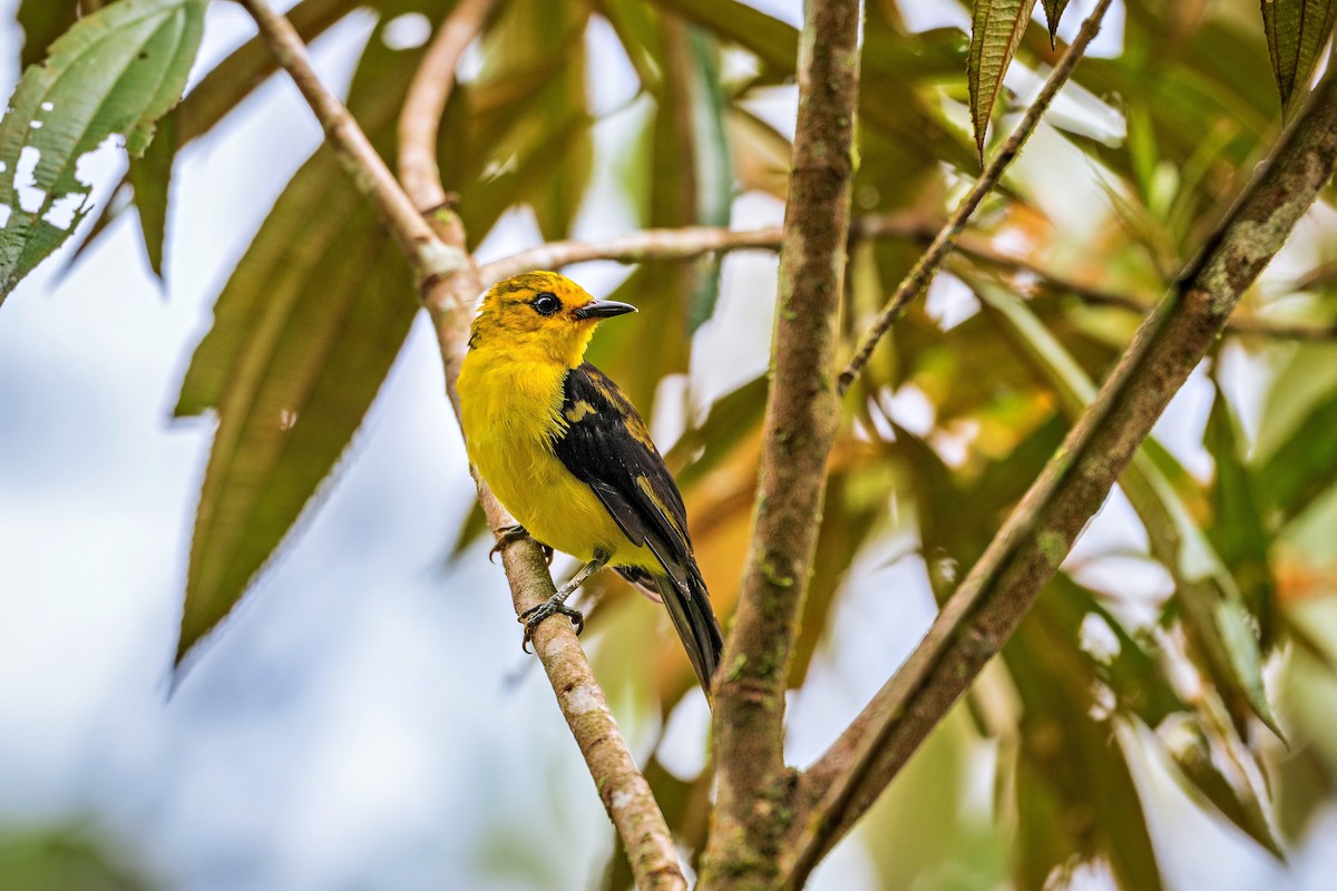 Black-and-yellow Tanager - ML621156169