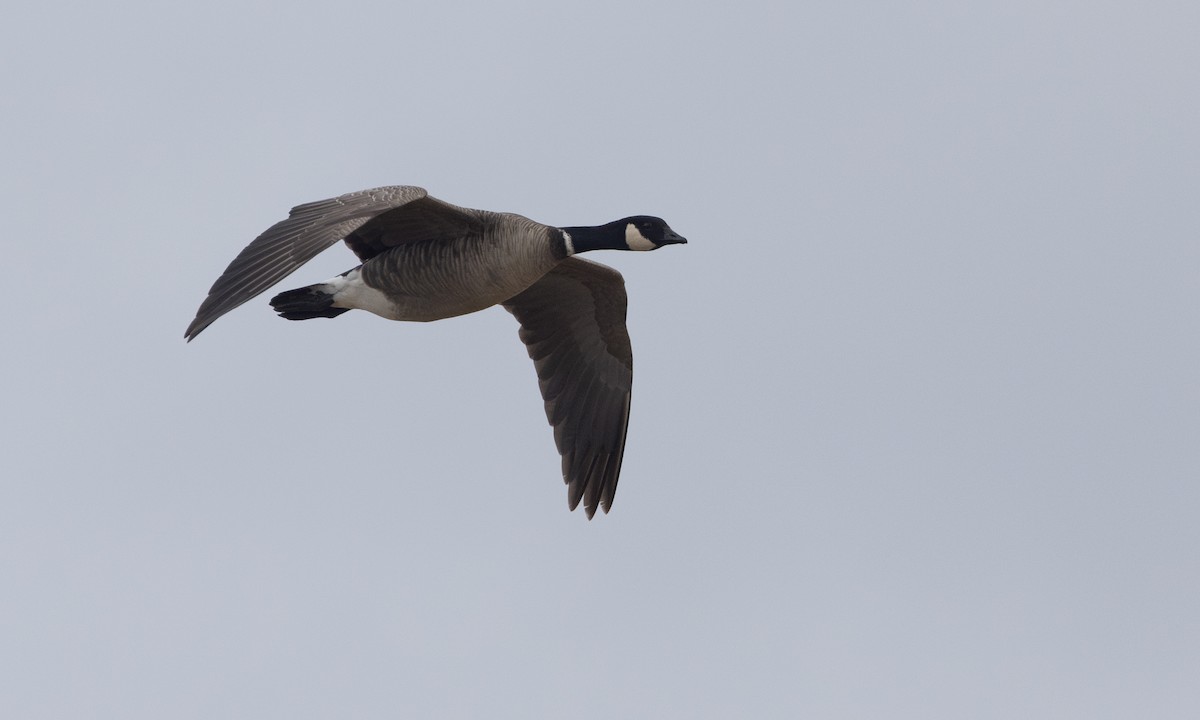 Cackling Goose (Aleutian) - ML621156190