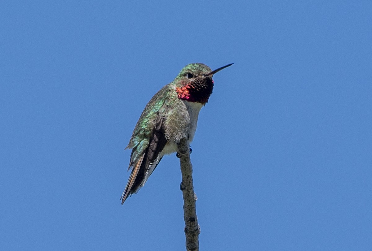 Broad-tailed Hummingbird - ML621156193